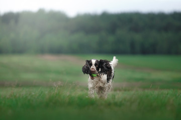 the dog runs across the field. Springer Spaniel plays in nature. Fog, morning.