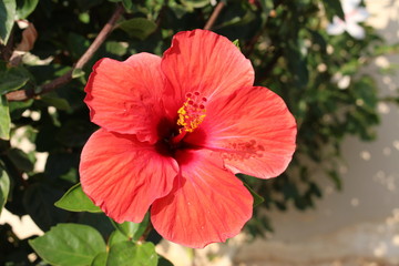 Red "Hibiscus" flower in Crete Island, Greece. The hibiscus is a national symbol of Haiti.