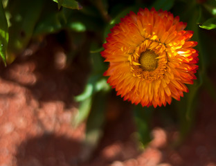 Orange flower