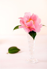 Cut pink flower in a glass vase