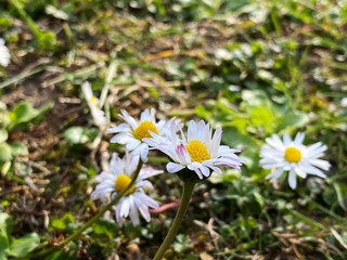 daisies in field