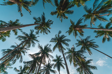 Obraz na płótnie Canvas palm trees leaves on blue sky background