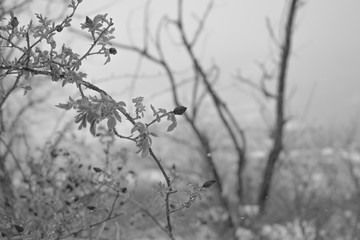 branch of a tree in winter
