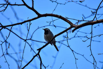 Sitting bird Tit on a branch against a blue sky