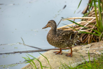 mallard duck standing on rock by river