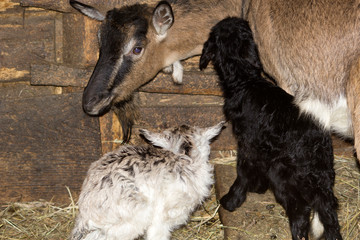 Two small newborn baby goats stand in a shed near the goat's mother. The goat tilted its head towards the black and white goats