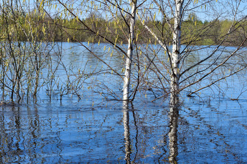 Spring nature, spilled river. Big water. Overflowed river