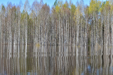 Spring nature, spilled river. Big water.