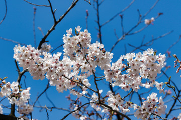 Cherry blossoms in full bloom