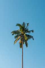 Green palm tree against summer blue sky