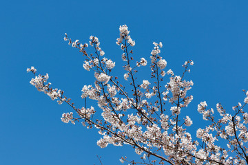 Cherry blossoms in full bloom