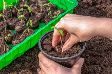 Spring preparations. A gardener plants young tomato plants in larger containers. Seasonal...