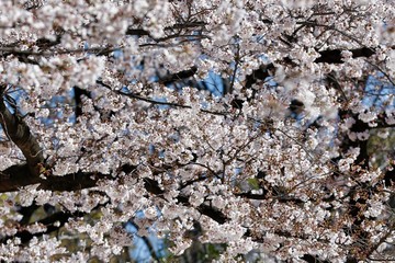 Cherry blossoms in full bloom