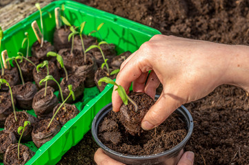 Spring preparations. A gardener plants young tomato plants in larger containers. Seasonal preparations for sowing. Concept: agriculture or gardening