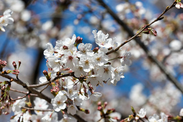 Cherry blossoms in full bloom