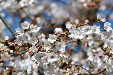 Cherry blossoms in full bloom