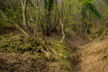 path in forest