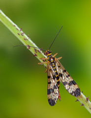 Weibchen einer Skorpionsfliege