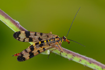 Weibchen einer Skorpionsfliege