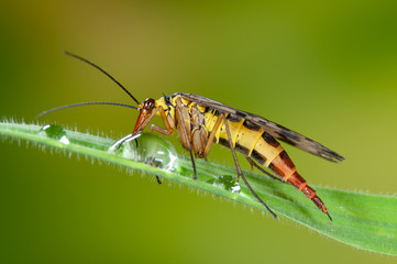 Weibliche Skorpionsfliege trinkt aus Tautropfen