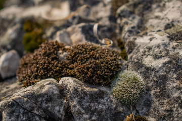 moss on rock