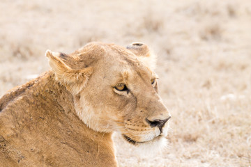 Lioness close up. Serengeti National Park, Tanzania, Africa