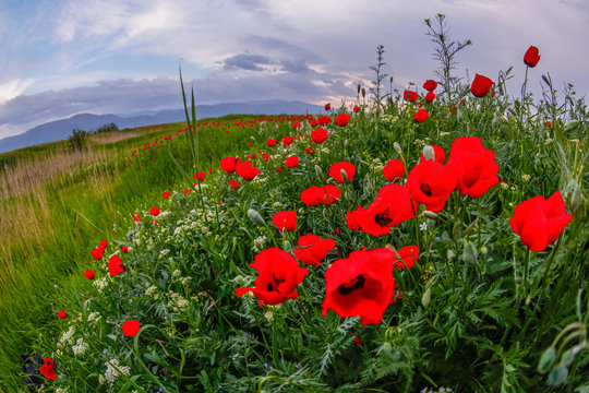 Allphotokz Poppy 20150505 1730 5DM3 S