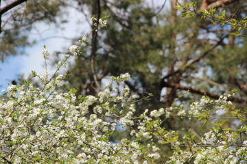 Spring flowering trees
