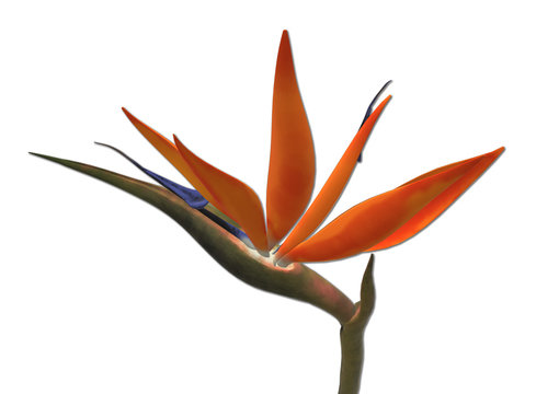 Paradiesvogel, Strelitzien, 3D Illustration