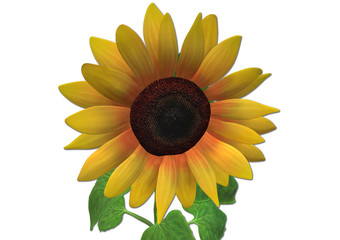 Sonnenblume, 3D Illustration