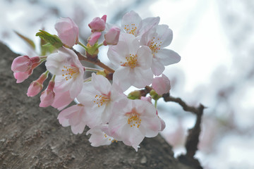 春に咲く満開の桜、ソメイヨシノ