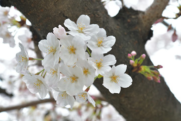 春に咲く満開の桜、ソメイヨシノ