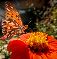 Butterfly & Flower