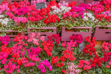  A steps of colored cyclamens /The  cyclamen is a particular flower  with bright colors that resists cold temperatures down to minus three degrees.