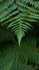 ferns in forest