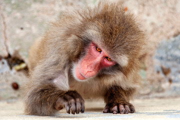 Japanese macaque monkey.