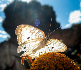 Butterfly & Flower & Sun