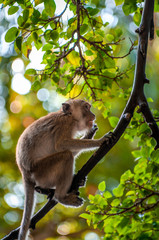 Long-tailed macaque monkey in forest jungle, in Phi Phi Thailand