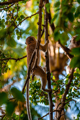 Obraz premium Long-tailed macaque monkey in forest jungle, in Phi Phi Thailand