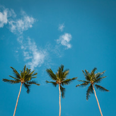 Palm trees and blue sky with empty space for text