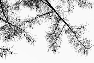 Branches of larch tree with cones against the background of sky black white graphic photo. Copy space