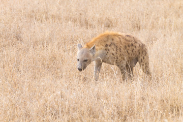 Spotted hyena close up. Serengeti National Park, Tanzania, Africa