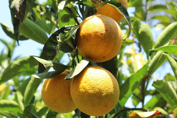 Orange tree in the orange garden in Crete Island, Greece. 