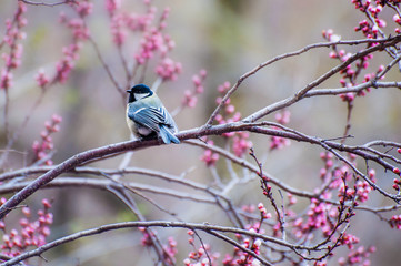 Small bird titmouse on the branch of cherry tree eat flowers. Spring