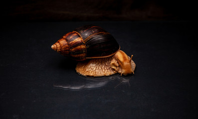 Portrait of a snail. Big African snail Achatina. Exotic pet not allergic.