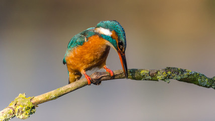 Common kingfisher