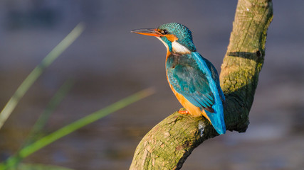 Common kingfisher