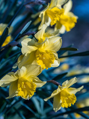 Obraz premium Daffodils