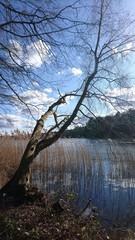 Ufer am Drüsensee