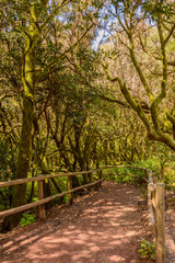 Walk Surrounded By Monte Verde Canario With Laurels, Vineyards, Tiles, Acebinos, White Sticks And Durillos In The Garajonay National Park. April 15, 2019. La Gomera, Santa Cruz de Tenerife Spain